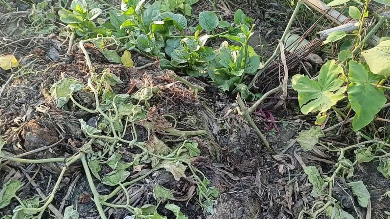 ক্ষেতের ৫০০ গাছ কেটে দিল দুর্বৃত্তরা, কৃষকের মাথায় হাত