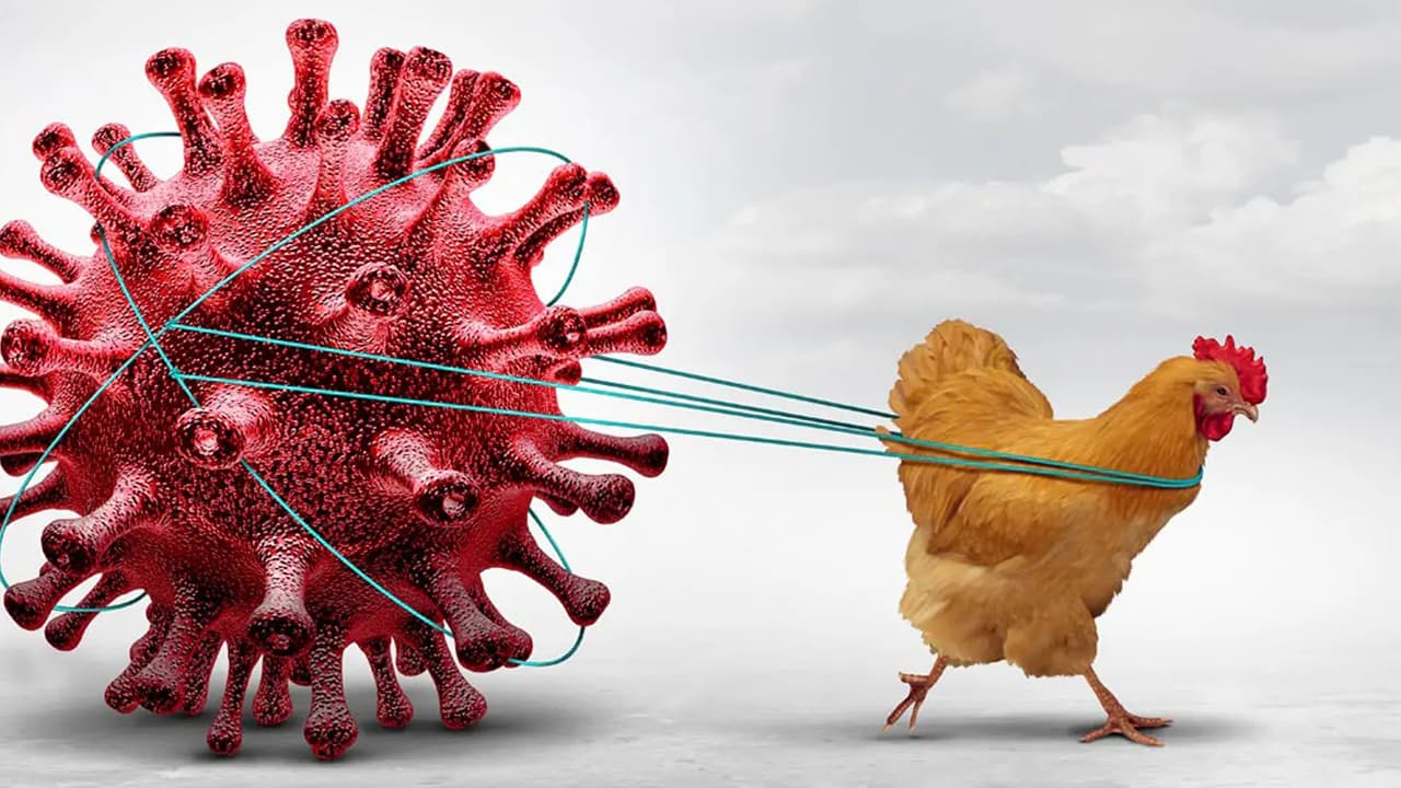 কোভিডের চেয়েও ভয়াবহ হতে পারে বার্ড ফ্লু
